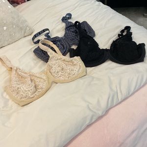 Rosa faia beautiful cup h